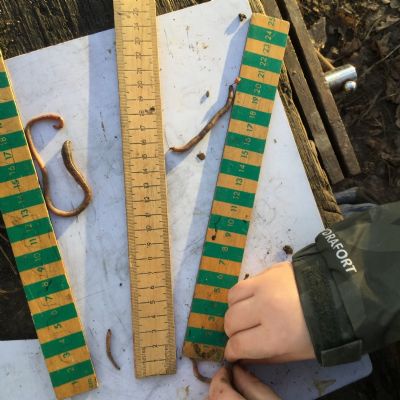 Year 1 - Forest School measuring (9)
